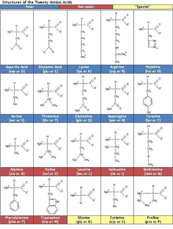 amino acids list